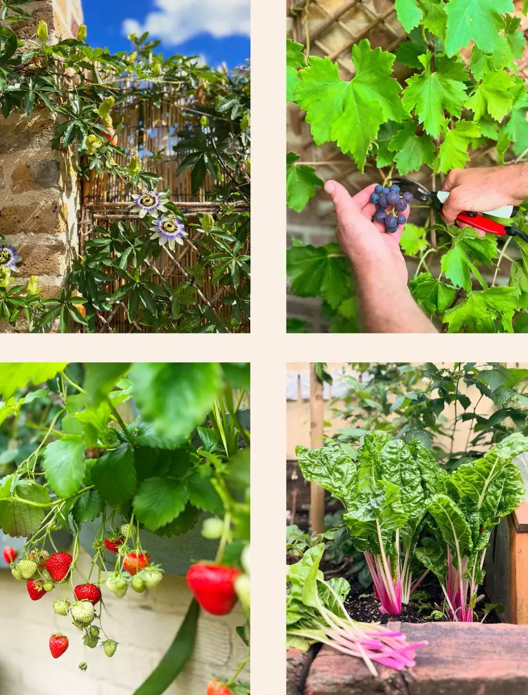 Garden produce — homegrown fruit and vegetables